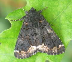 Catephia alchymista