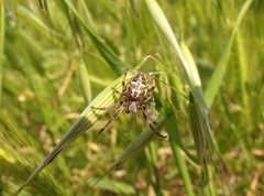 Larinioides cornutus