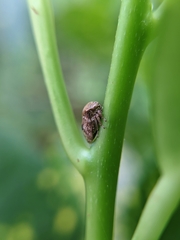 Membracidae