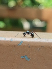 Polyrhachis rastellata