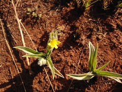 Hypoxis hemerocallidea