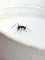 Polyrhachis rastellata