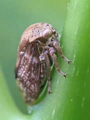Membracidae
