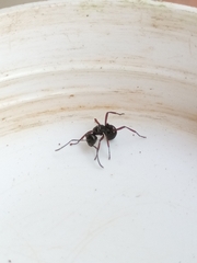 Polyrhachis rastellata