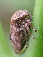 Membracidae