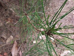 Selitrichodes utilis