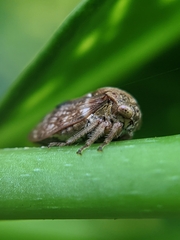 Membracidae