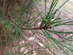 Selitrichodes utilis