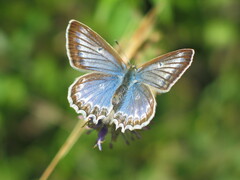 Polyommatus daphnis