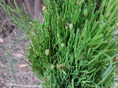 Selitrichodes utilis