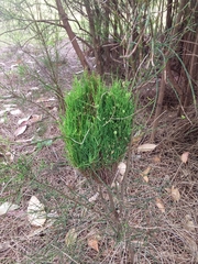 Selitrichodes utilis