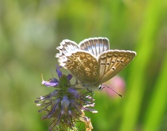 Polyommatus daphnis