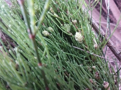 Selitrichodes utilis