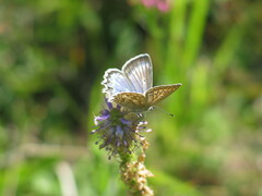 Polyommatus daphnis