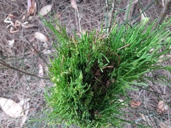 Selitrichodes utilis