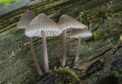 Mycena abramsii