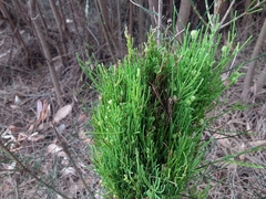 Selitrichodes utilis