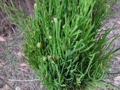 Selitrichodes utilis