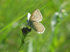 Polyommatus daphnis