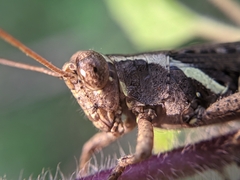 Catantopinae