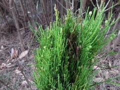 Selitrichodes utilis