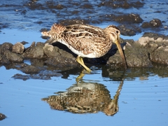 Gallinago paraguaiae