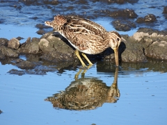 Gallinago paraguaiae