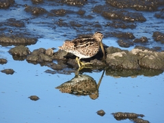 Gallinago paraguaiae