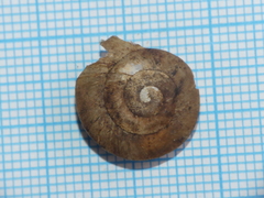 Helicigona lapicida