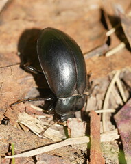 Lepispilus stygianus
