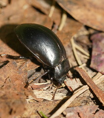 Lepispilus stygianus