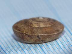 Helicigona lapicida