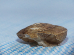 Helicigona lapicida