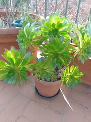 Aeonium percarneum
