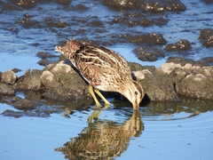 Gallinago paraguaiae