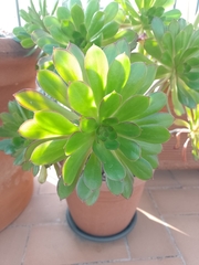 Aeonium percarneum