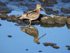 Gallinago paraguaiae