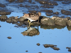 Gallinago paraguaiae