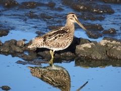 Gallinago paraguaiae