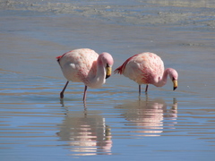 Phoenicoparrus jamesi