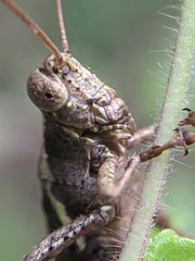 Catantopinae
