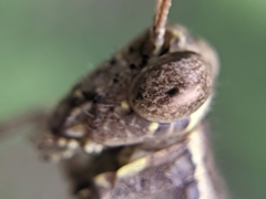 Catantopinae