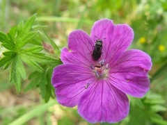Geranium sanguineum