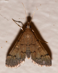 Piletocera macroperalis
