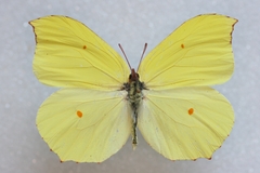 Gonepteryx nepalensis