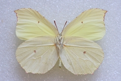 Gonepteryx nepalensis