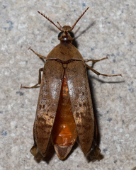 Trigonodera mastersii