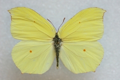 Gonepteryx nepalensis