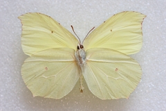 Gonepteryx nepalensis
