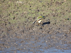 Tachuris rubrigastra